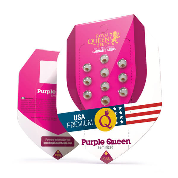 Royal Queen Seeds Purple Queen feminisiert LLL