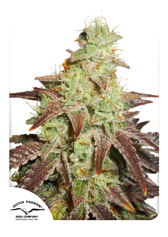 Dutch Passion Auto Night Queen
