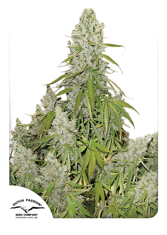 Dutch Passion Auto Ultimate