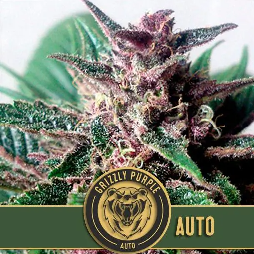 Blimburn Seeds Grizzly Purple Auto
