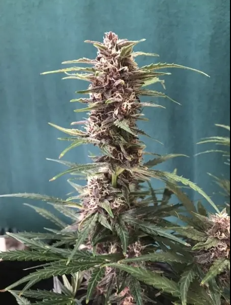 Blimburn Seeds Grizzly Purple Auto