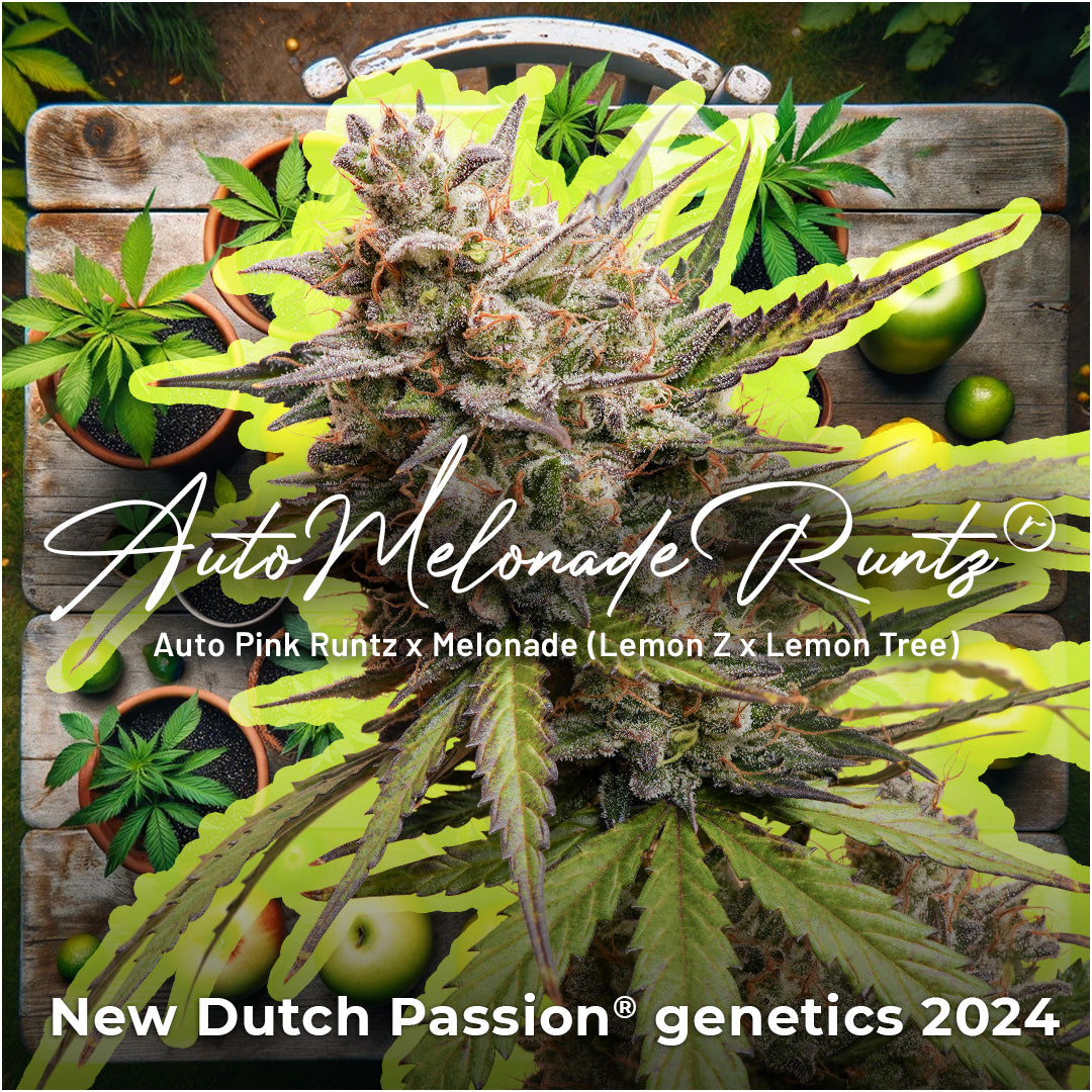 Dutch Passion Auto Melonade Runtz