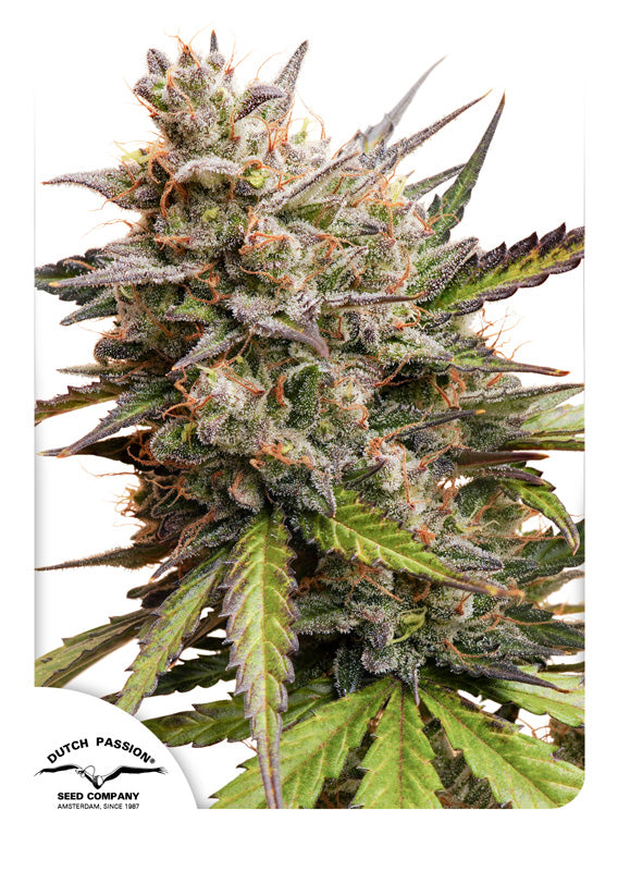 Dutch Passion Auto Melonade Runtz