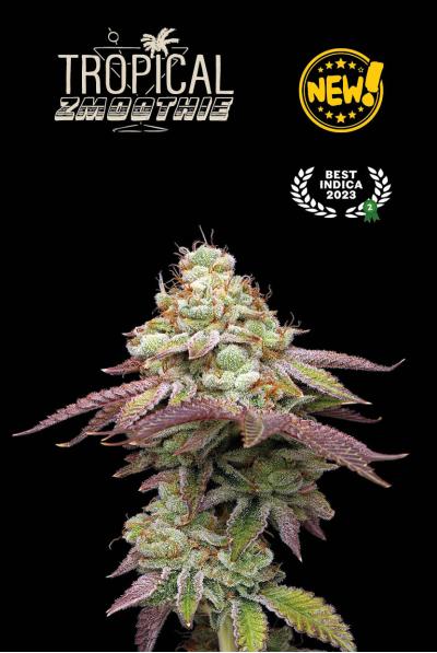 Seedstockers Tropical Zmoothie, feminisiert