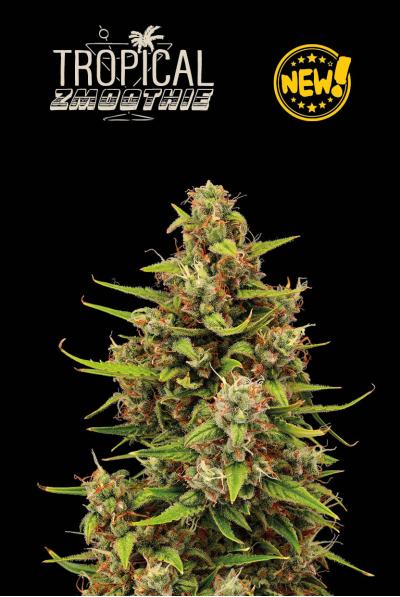 Seedstockers Tropical Zmoothie Auto