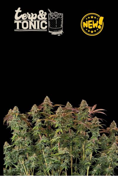 Seedstockers Terp and Tonic Auto