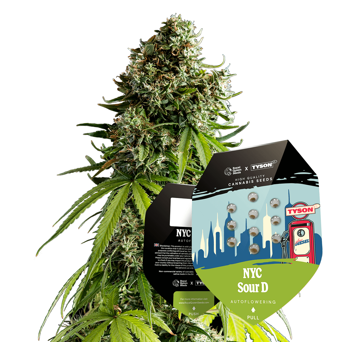 Royal Queen Seeds x Mike Tyson NYC Sour D Auto5 Stk