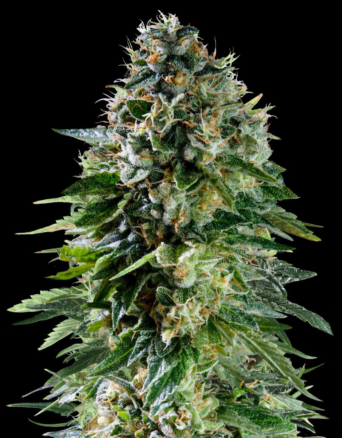 Royal Queen Seeds x Mike Tyson Corkscrew Auto 5 Stk