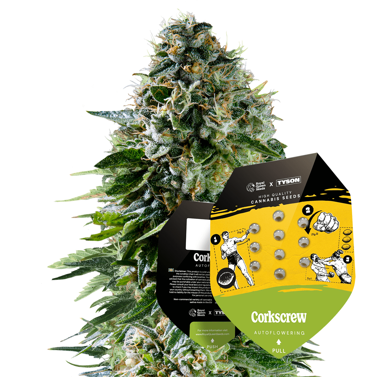 Royal Queen Seeds x Mike Tyson Corkscrew Auto 10 Stk
