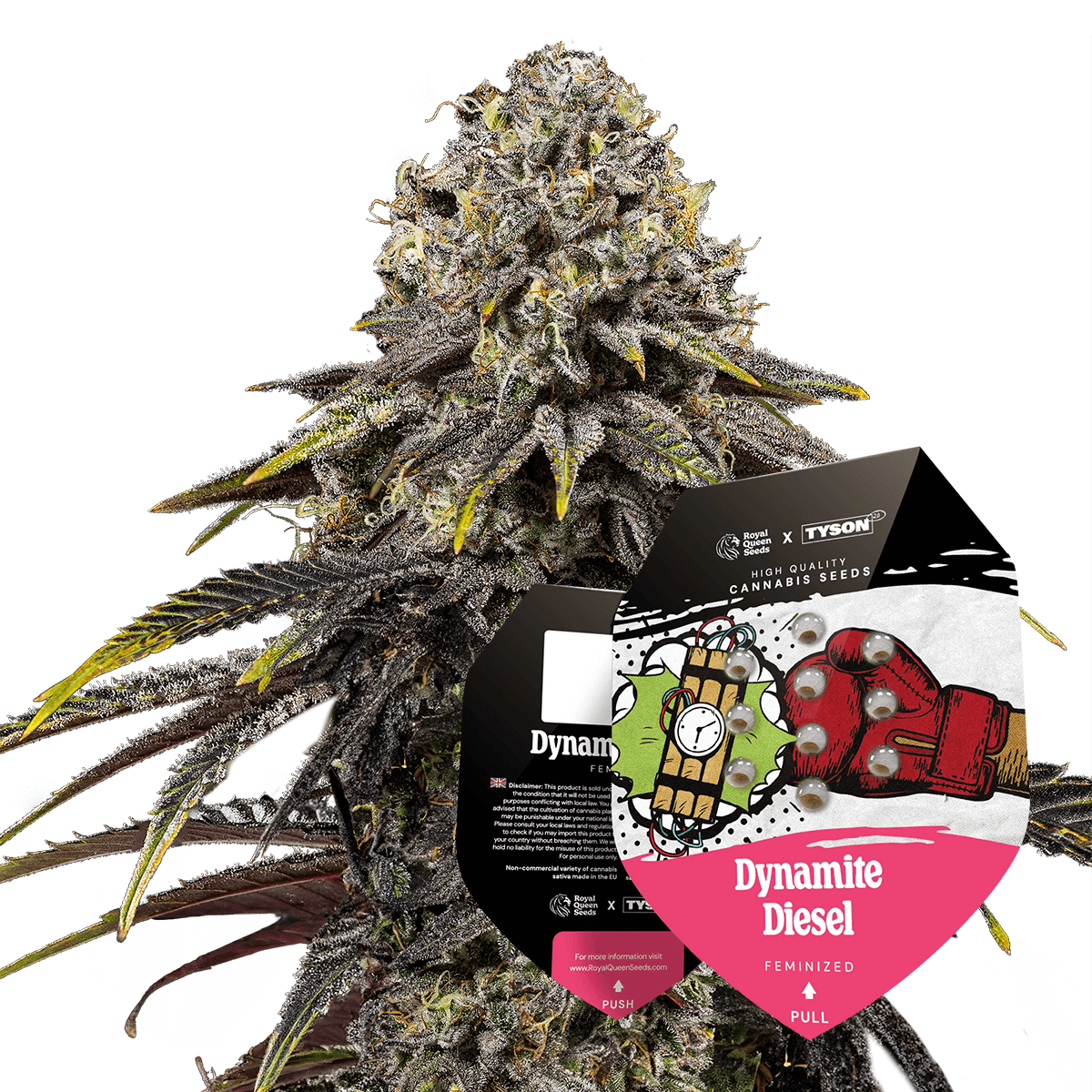 Royal Queen Seeds x Mike Tyson Dynamite Diesel, Feminisiert, 5 Stk