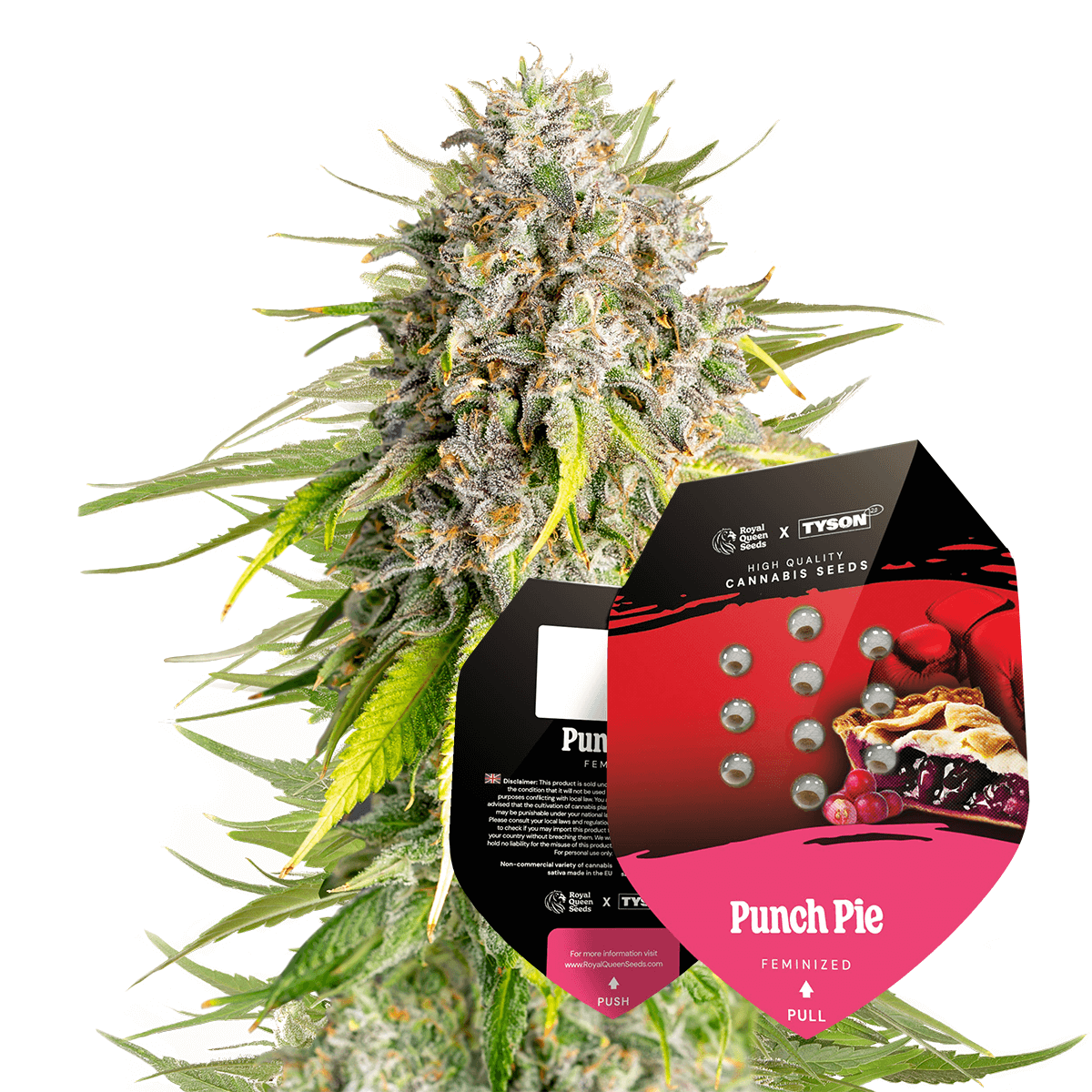 Royal Queen Seeds x Mike Tyson Punch Pie, Feminisiert, 3 Stk