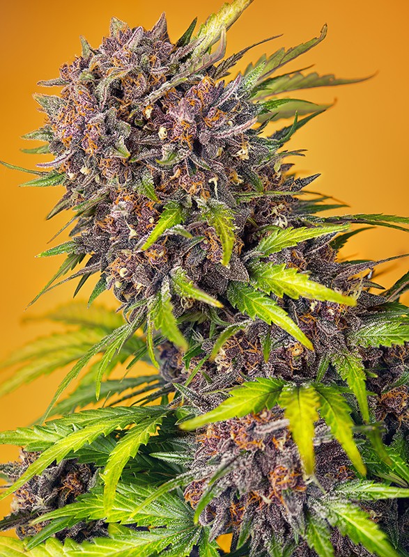 Sweet Seeds Auto Diablo Rojo XL  3+1 Stk