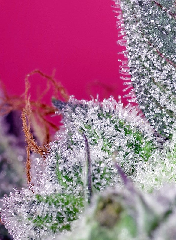 Sweet Seeds Papaya Zoop F1, schnell feminisiert, 3+1 Stk