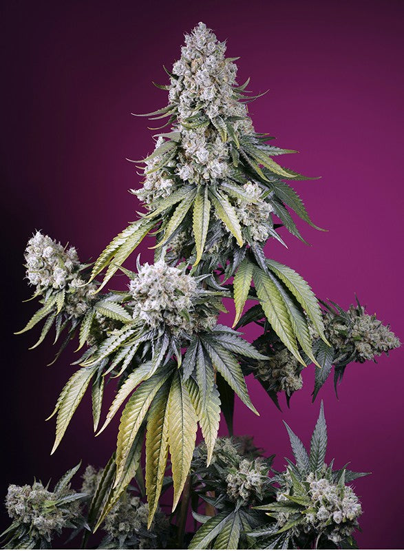 Sweet Seeds Auto Jealousy Z XL5+2 Stk