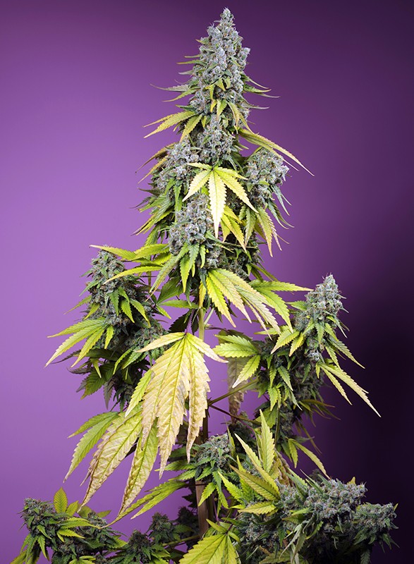 Sweet Seeds Auto Jet Fuel Mandarine XL 3+1 Stk
