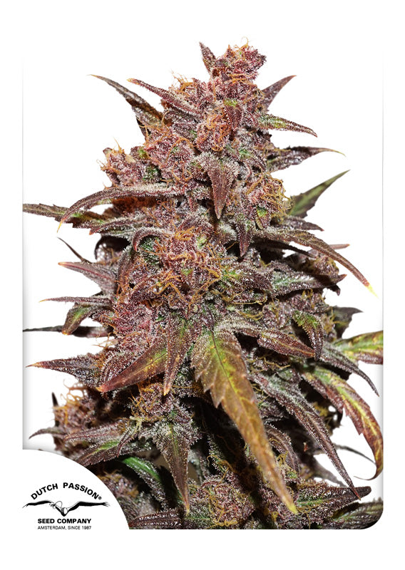 Dutch Passion CBD Auto Blackberry Kush