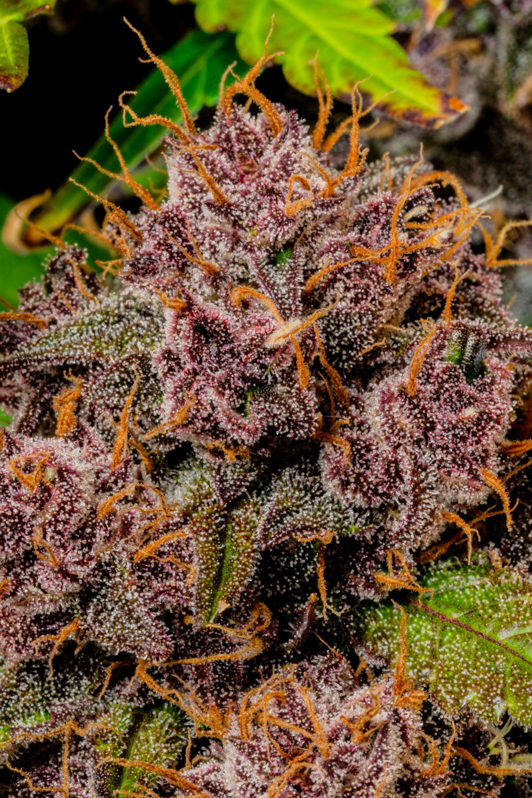 Fast Buds Lemon Cherry Cookies Auto