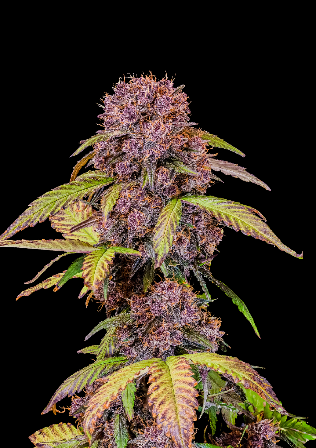 Fast Buds Lemon Cherry Cookies Auto