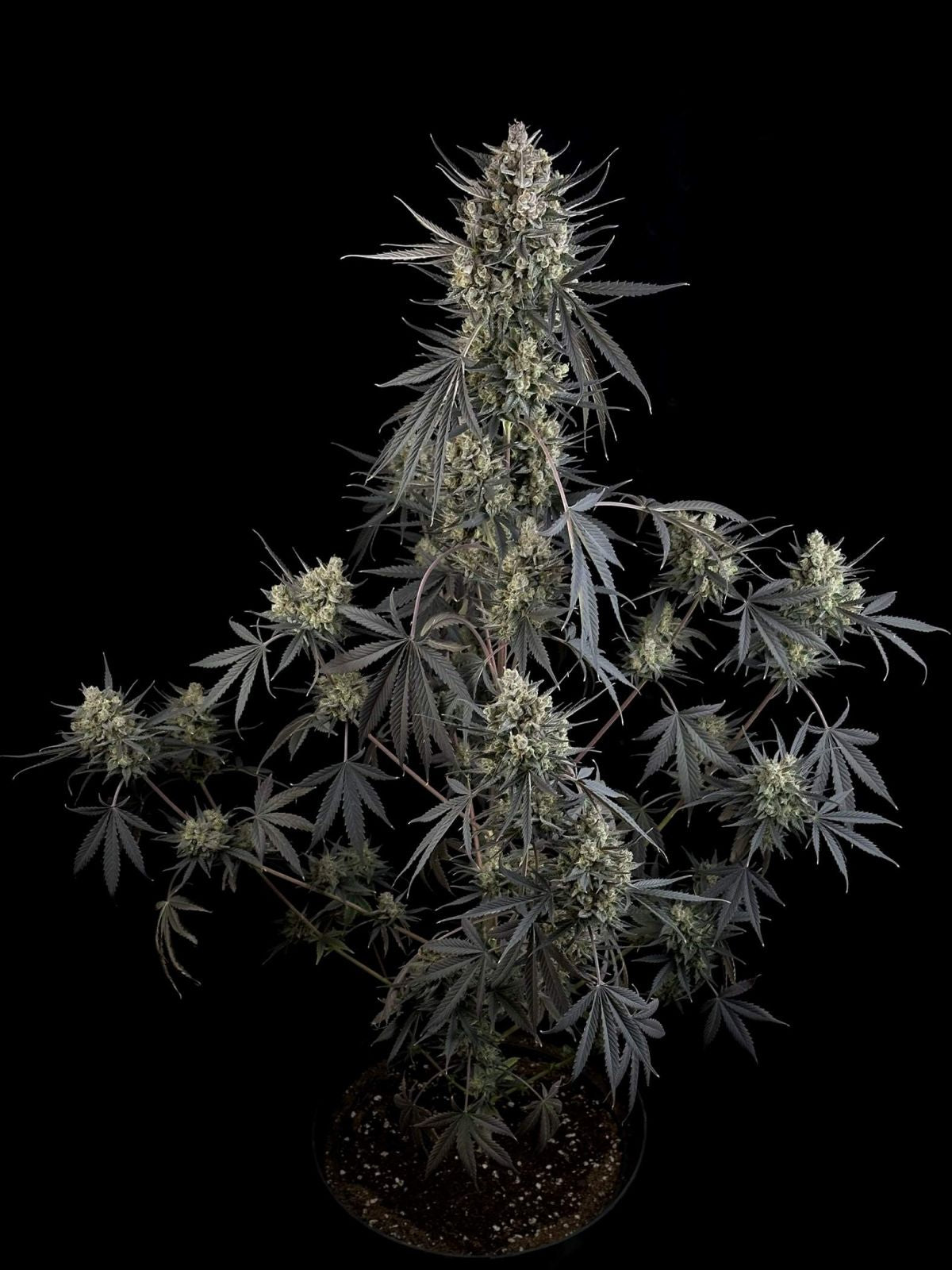 Fast Buds Pound Cake Auto