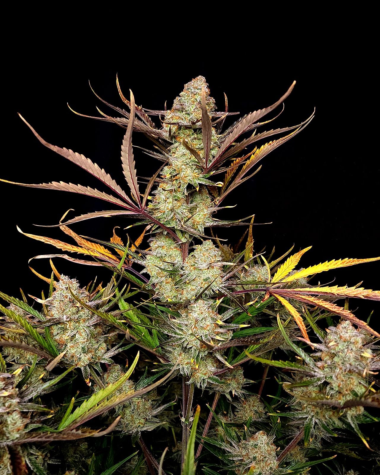 Fast Buds Apple Strudel Auto