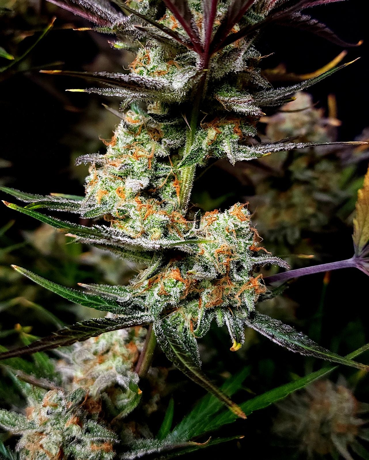 Fast Buds Apple Strudel Auto