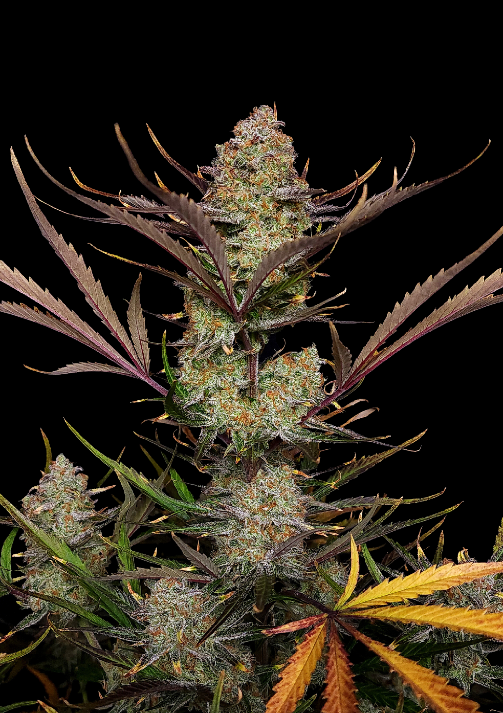Fast Buds Apple Strudel Auto