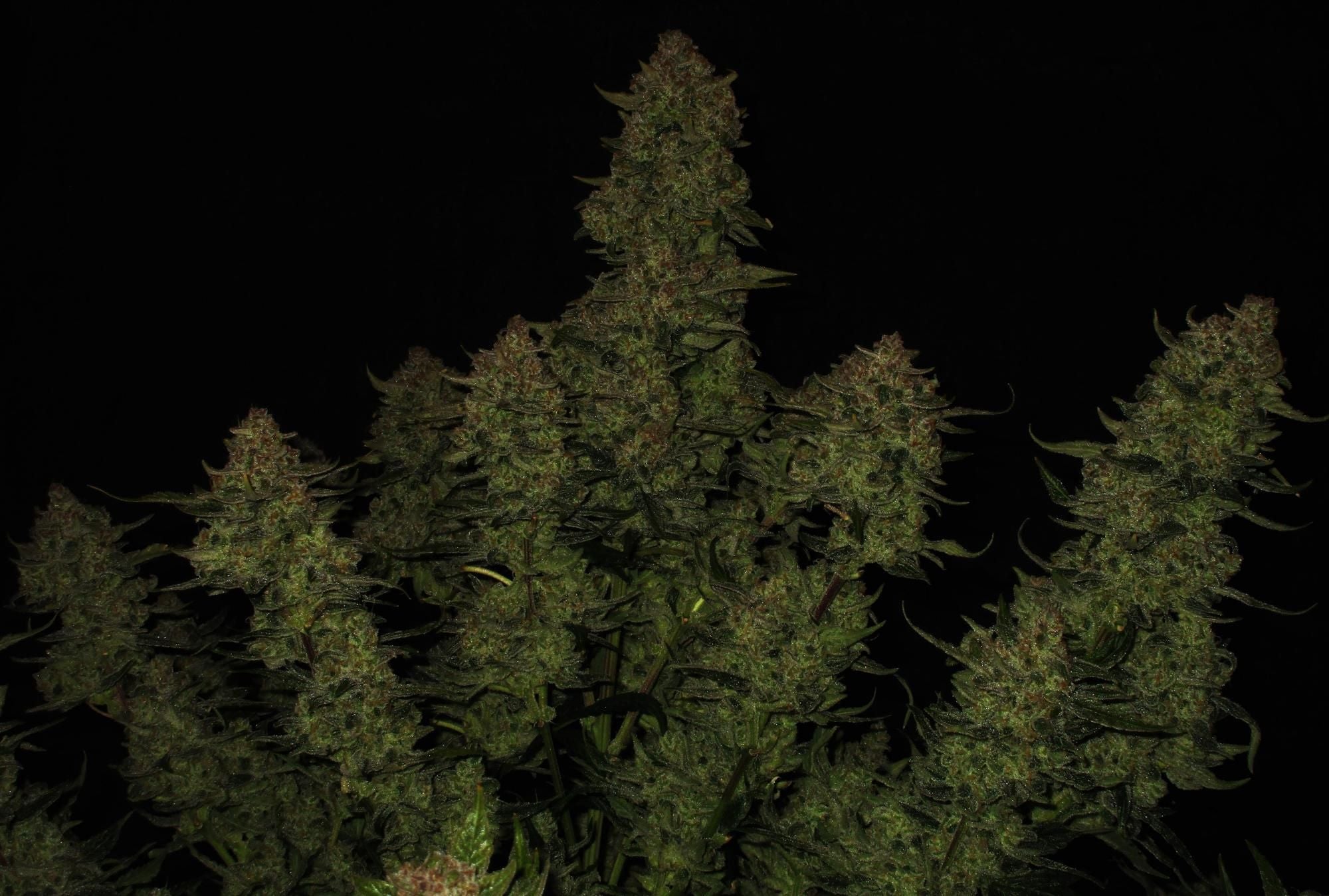 Fast Buds Papaya Cookies Auto