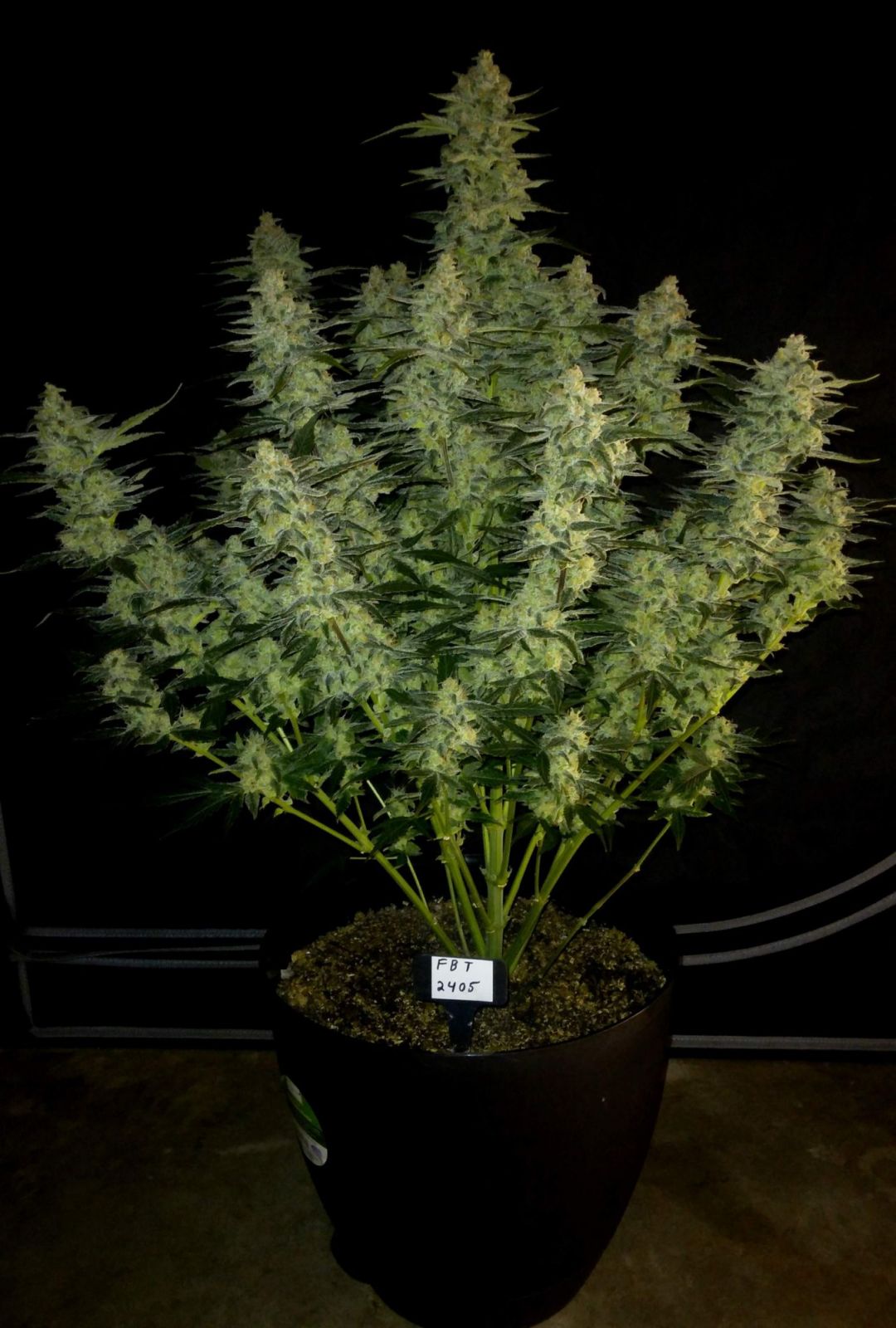 Fast Buds Papaya Cookies Auto