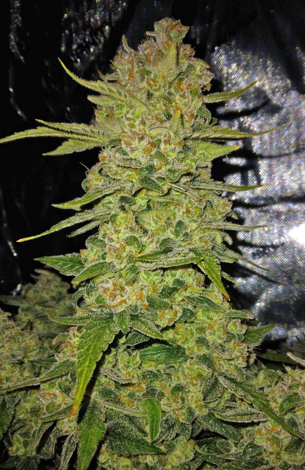 Fast Buds Papaya Cookies Auto