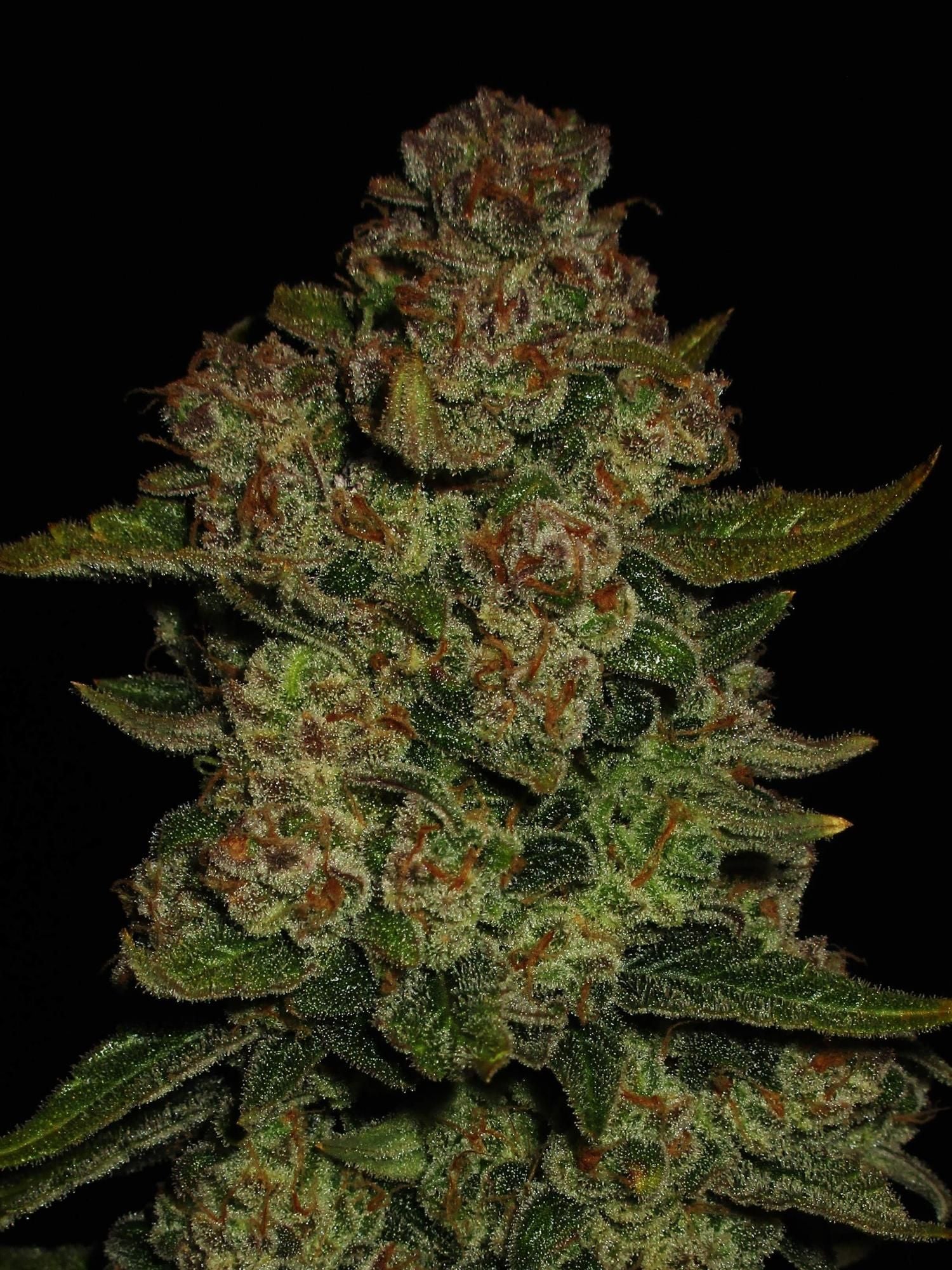 Fast Buds Papaya Cookies Auto