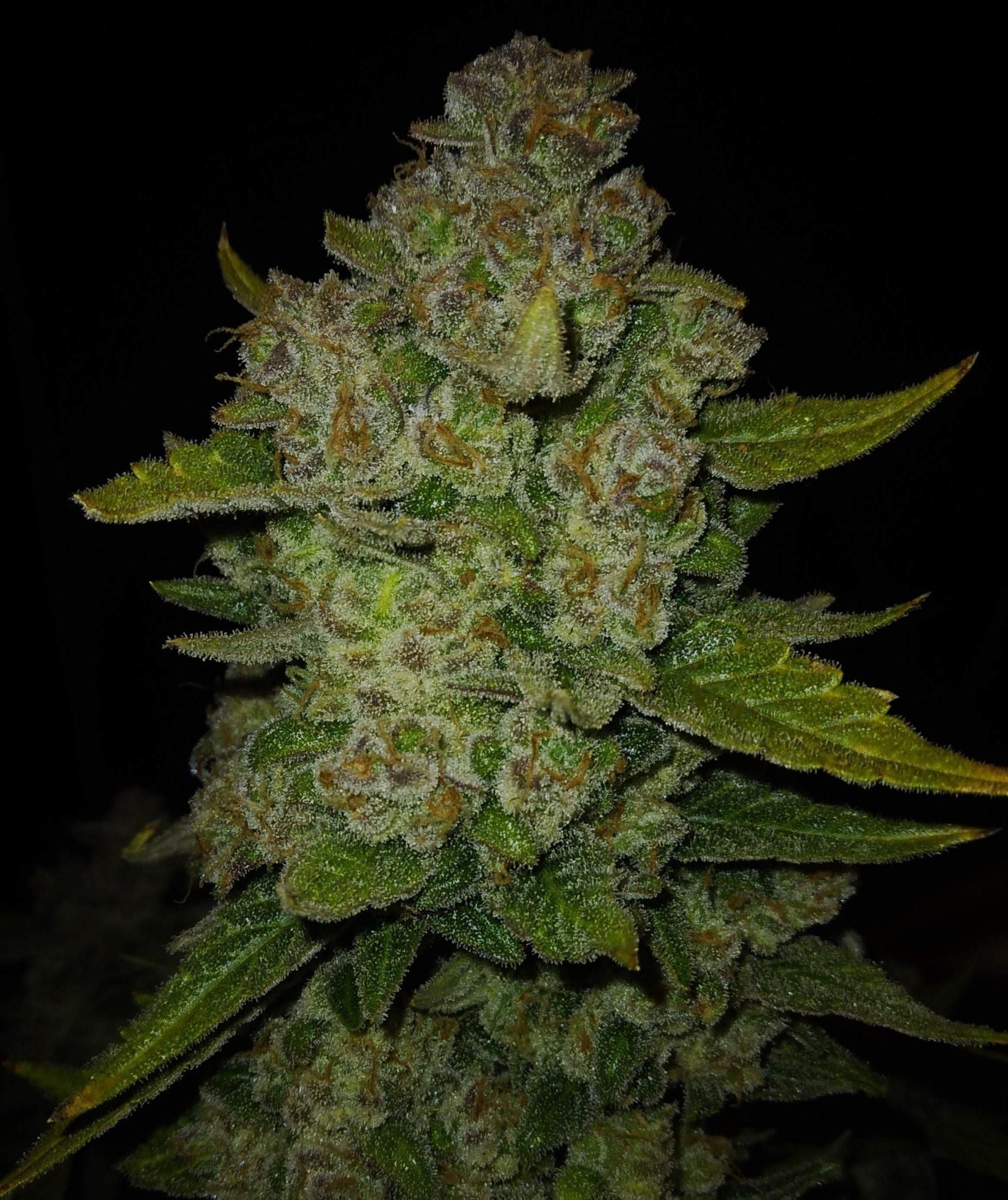 Fast Buds Papaya Cookies Auto