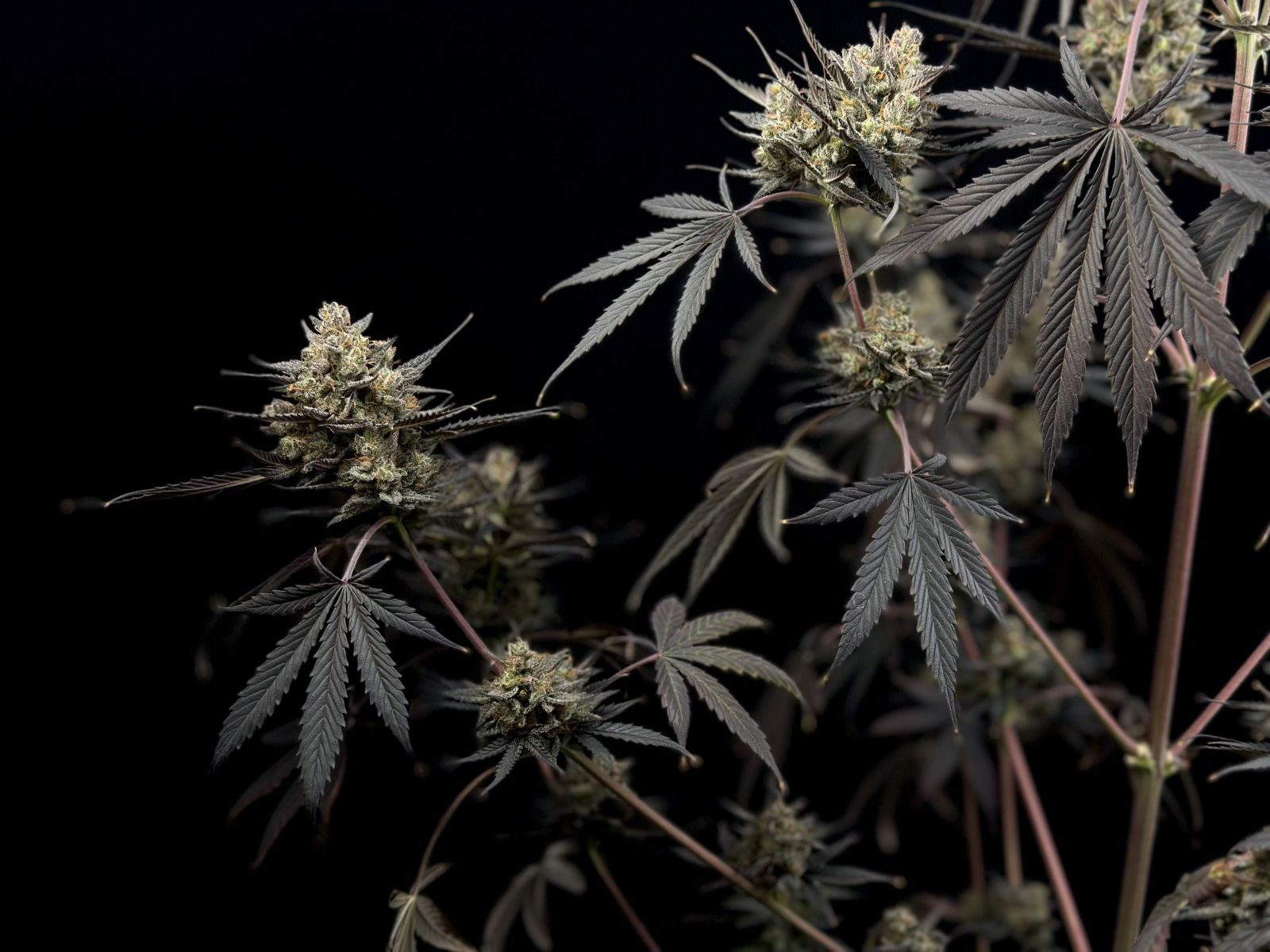 Fast Buds Pound Cake Auto