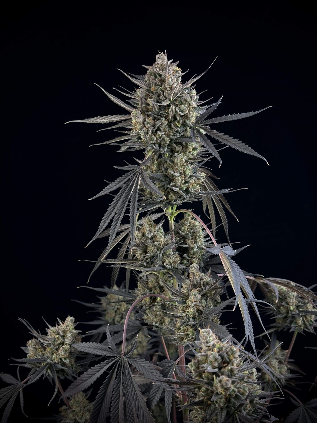 Fast Buds Pound Cake Auto