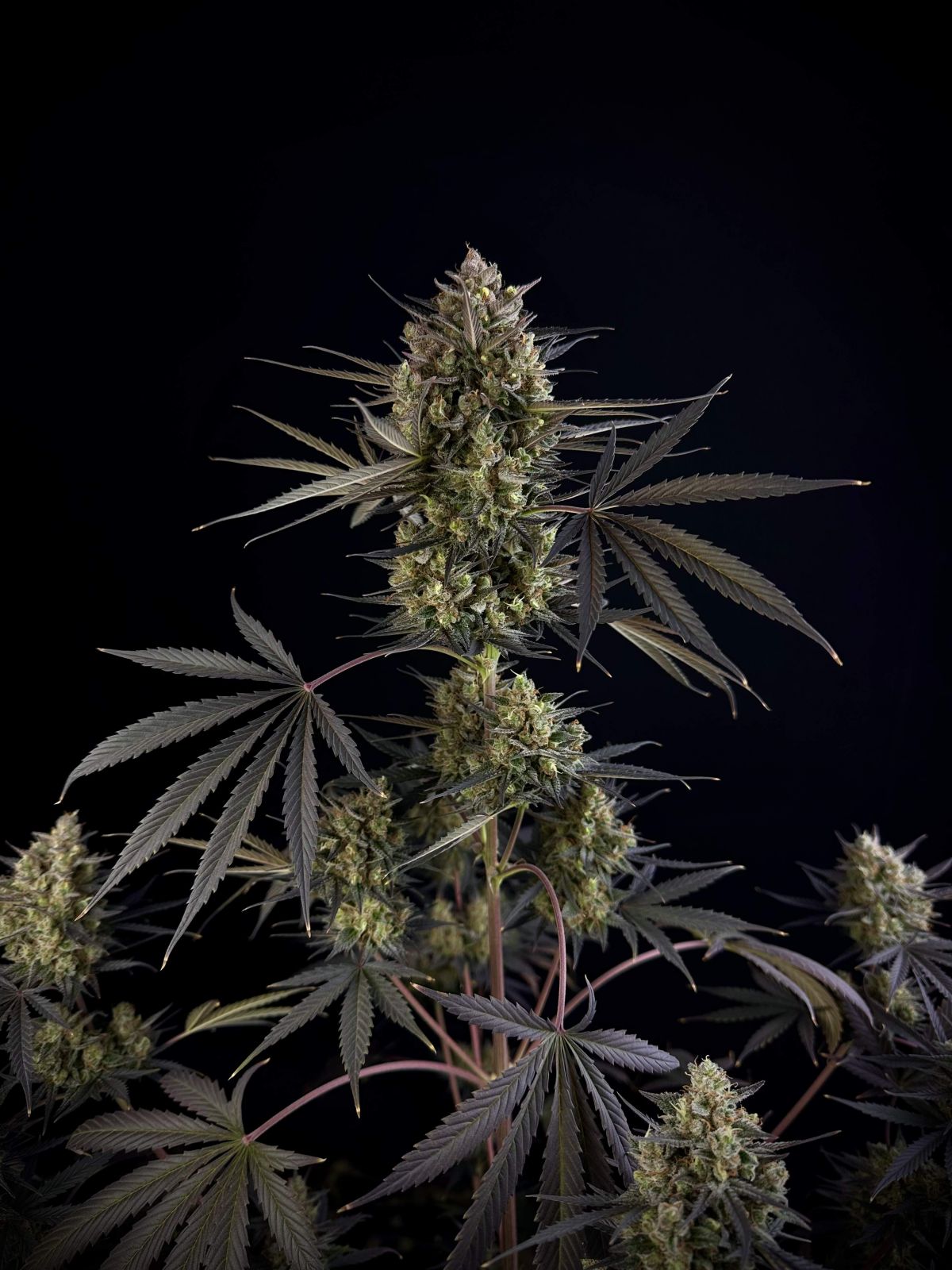 Fast Buds Pound Cake Auto