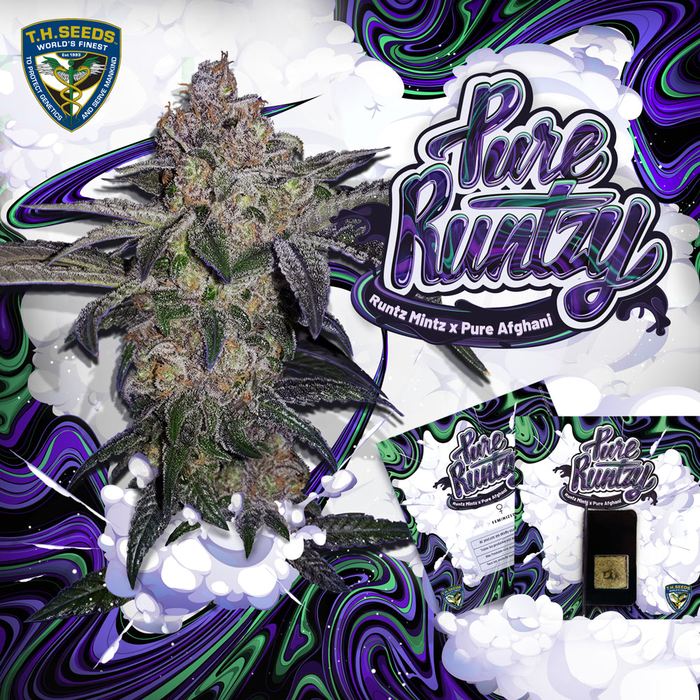 TH Seeds Pure Runtzy, Feminisiert, Spezialpackung 6+1 Stk