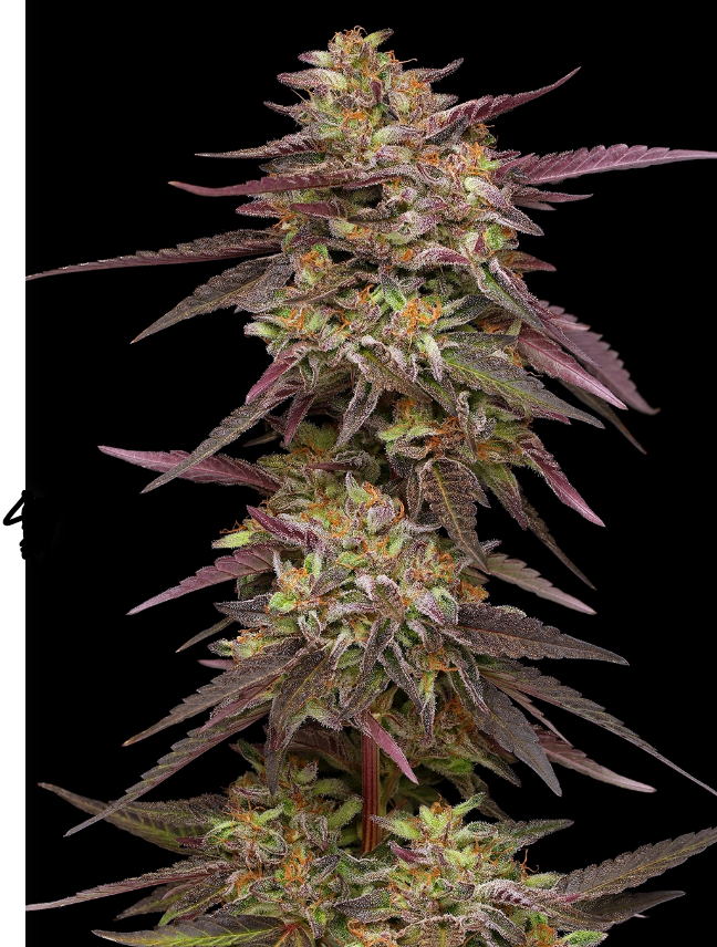 Humboldt Seed Company, COB Salad, Feminisiert, 3 Stk