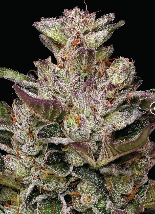 Humboldt Seed Company, Donutz, Feminisiert, 5 Stk