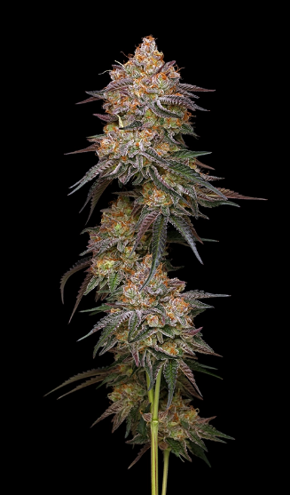 Humboldt Seed Company, Granny Candy, Feminisiert, 10 Stk