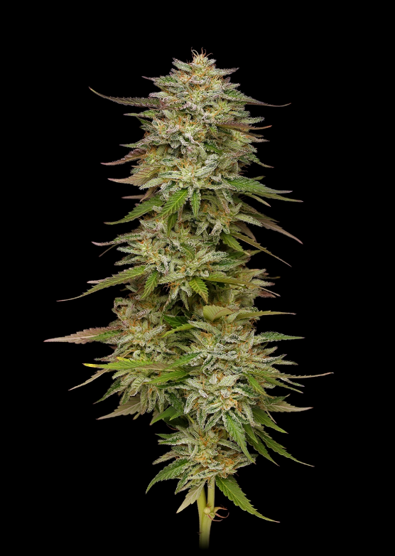 Humboldt Seed Company, Golden Sands, Feminisiert, 5 Stk