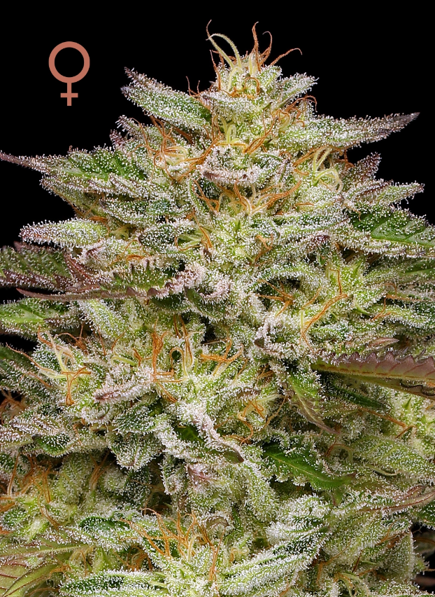 Humboldt Seed Company, Golden Sands, Feminisiert, 5 Stk