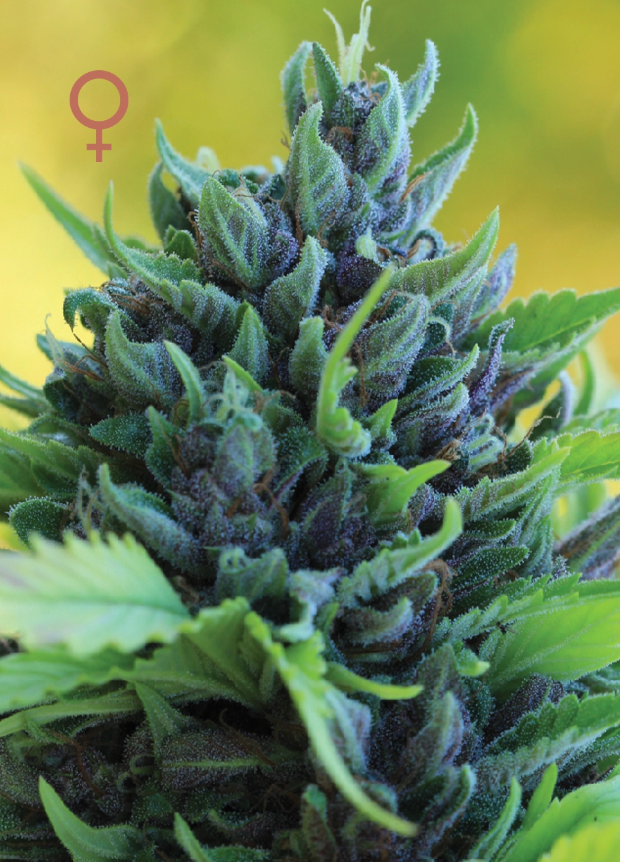 Humboldt Seed Company, Humboldt Dream, Feminisiert, 5 Stk