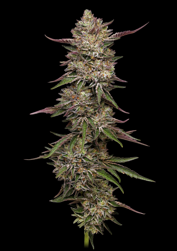Humboldt Seed Company, Guzzlers, Feminisiert, 5 Stk