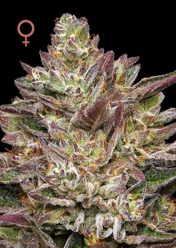 Humboldt Seed Company, Guzzlers, Feminisiert, 5 Stk