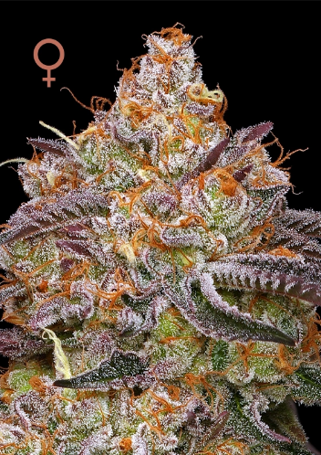 Humboldt Seed Company, Granny Candy, Feminisiert, 5 Stk