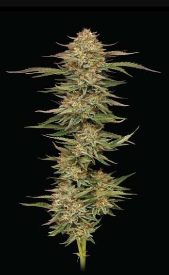 Humboldt Seed Company, Orange Creampop, Feminisiert, 5 Stk