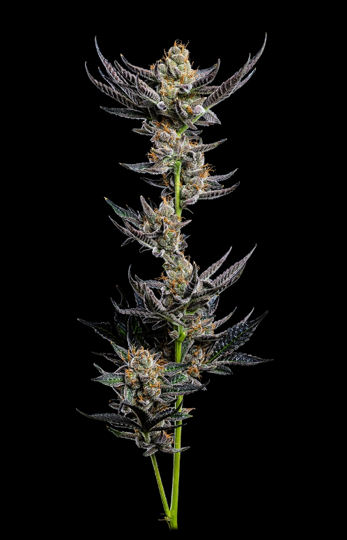 Humboldt Seed Company Jelly Donutz Auto 5 Stk