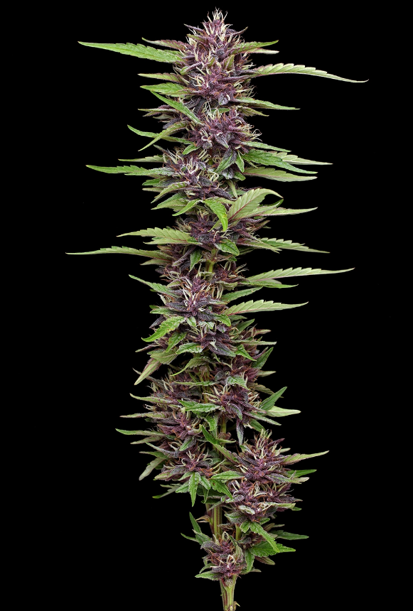 Humboldt Seed Company, PPD, Feminisiert, 10 Stk