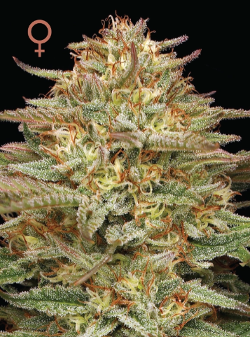 Humboldt Seed Company, Orange Creampop, Feminisiert, 5 Stk