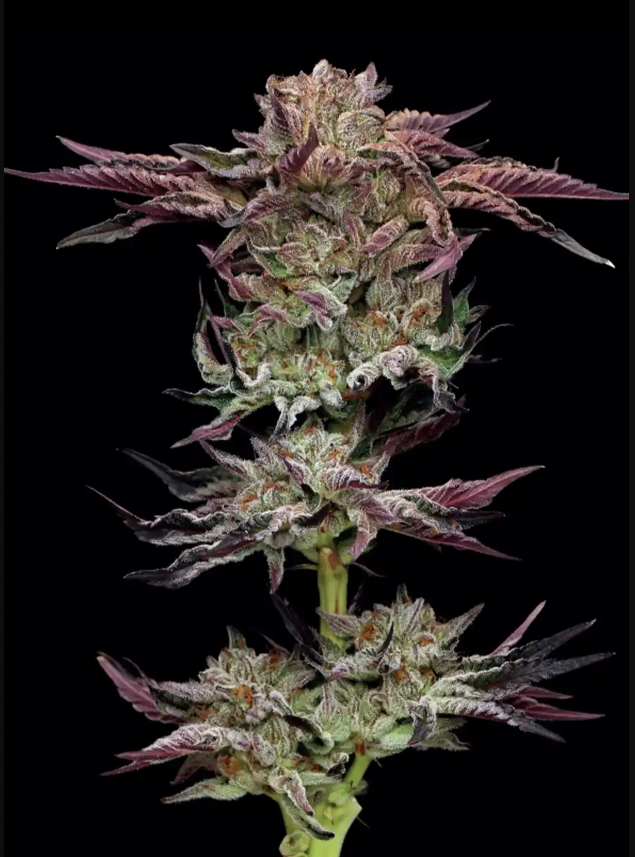 Humboldt Seed Company Jelly Donutz Auto 5 Stk