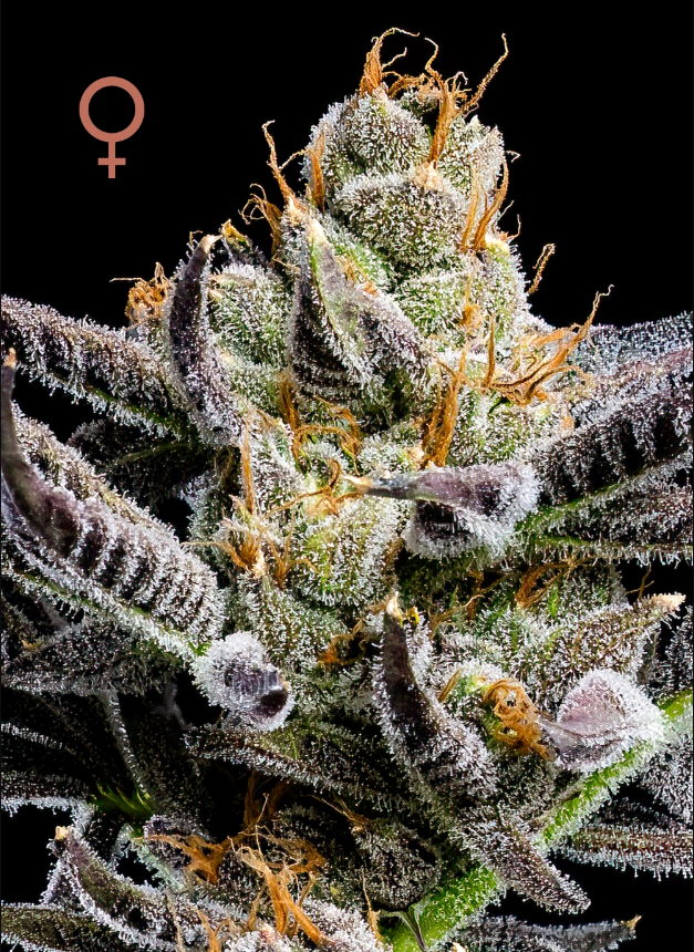 Humboldt Seed Company Jelly Donutz Auto 5 Stk